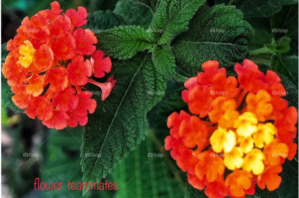 flower teammates. !!!
symbolizes unity and strength •