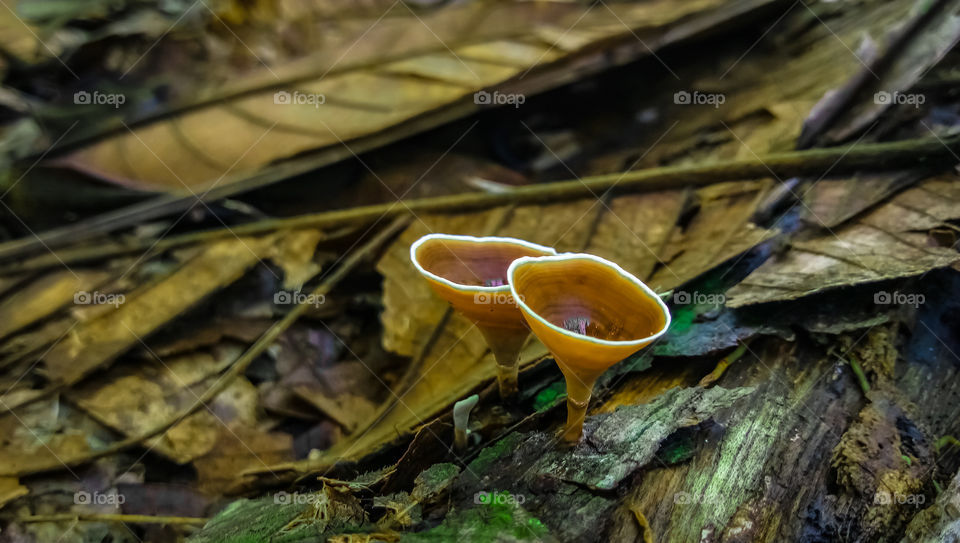 Amazing Nature Close-up mushroom