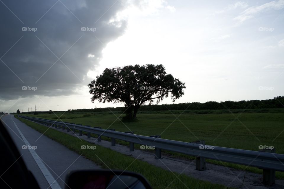 Lone Oak in the middle of nowhere