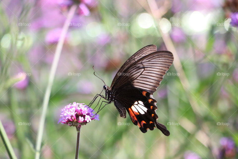 Butterfly foraging flower
