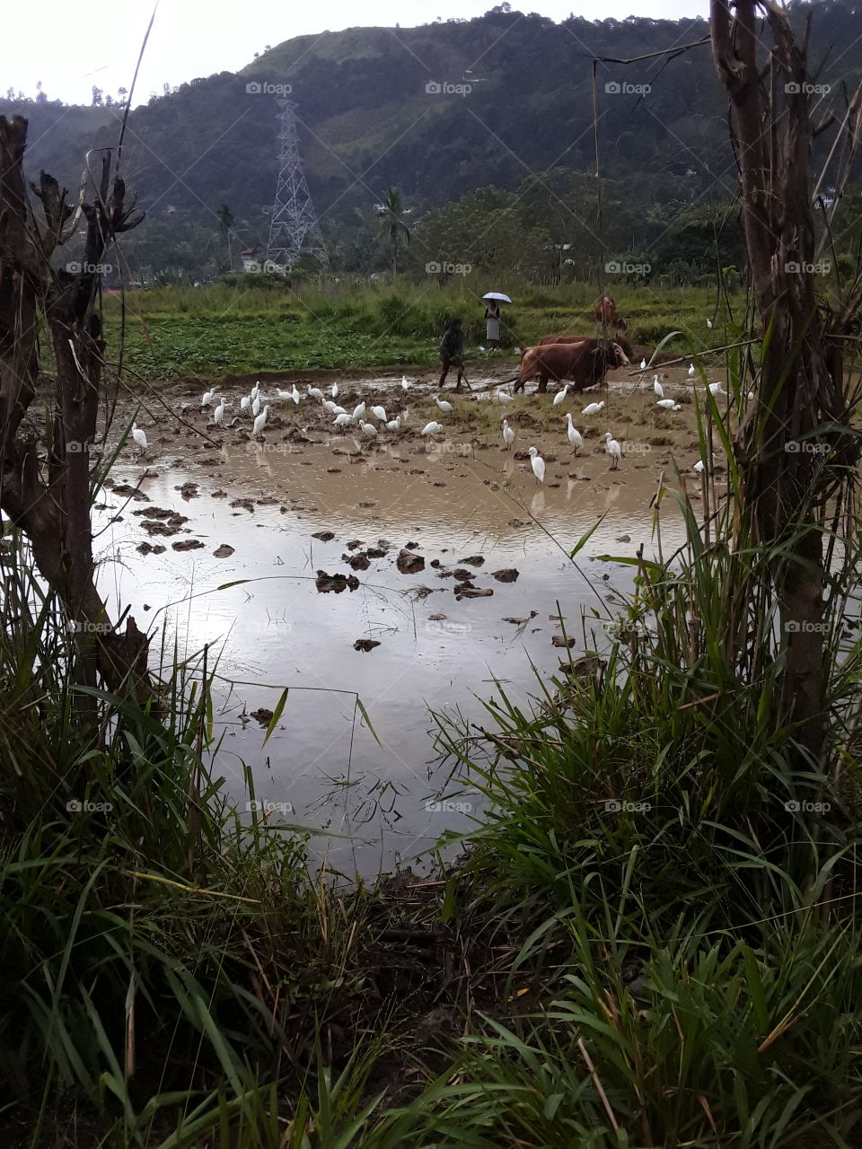 ploughing, A plough or plow is a farm tool for loosening or turning the soil before sowing seeds or planting. the prime purpose of ploughing is to turn over the uppermost soil