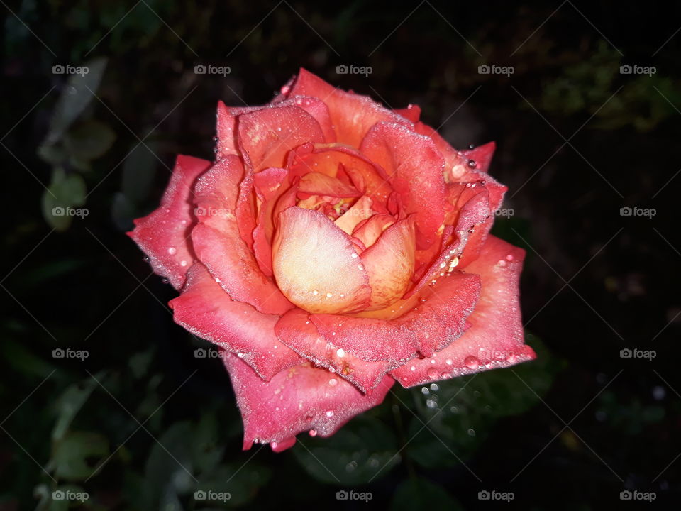 isolated pink and orange shaded rose, with dew drops(water drops) in dark background