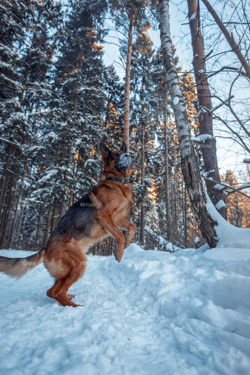 Dogs playing in snow