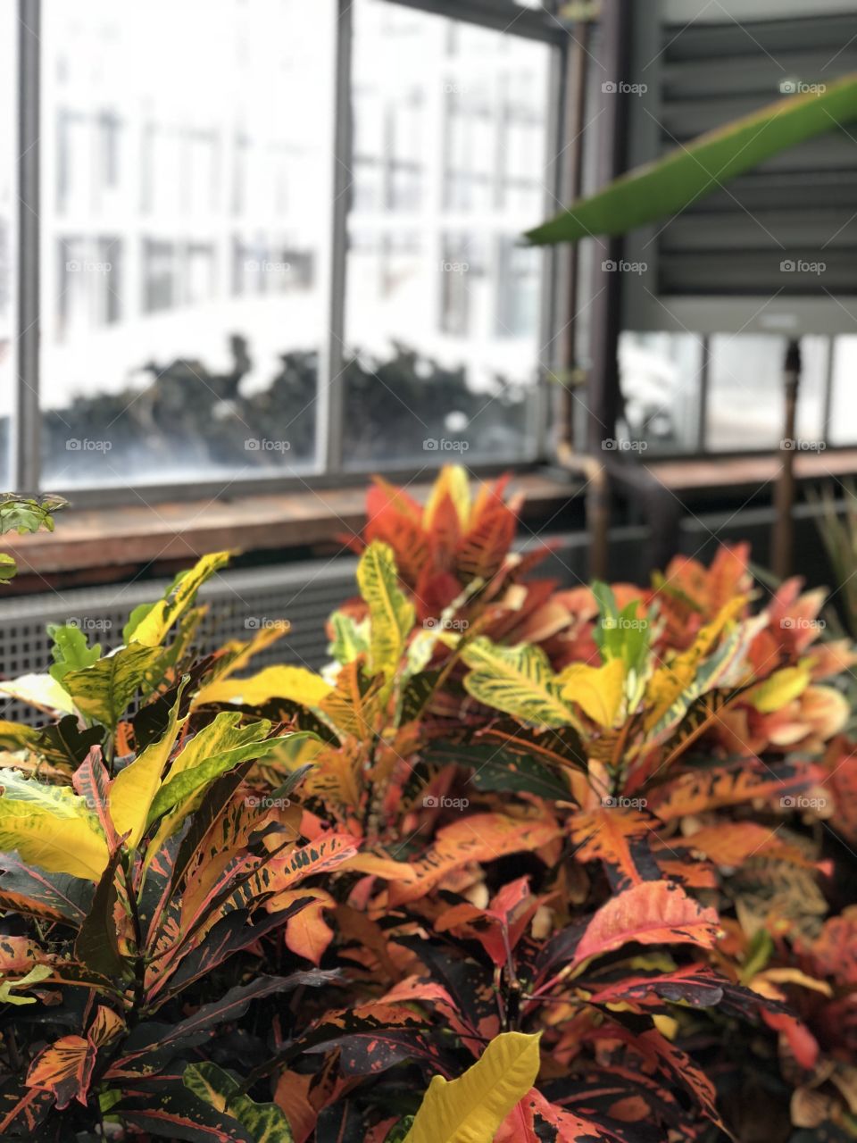 Bright colored tropical foliage in front of a winter window scene 