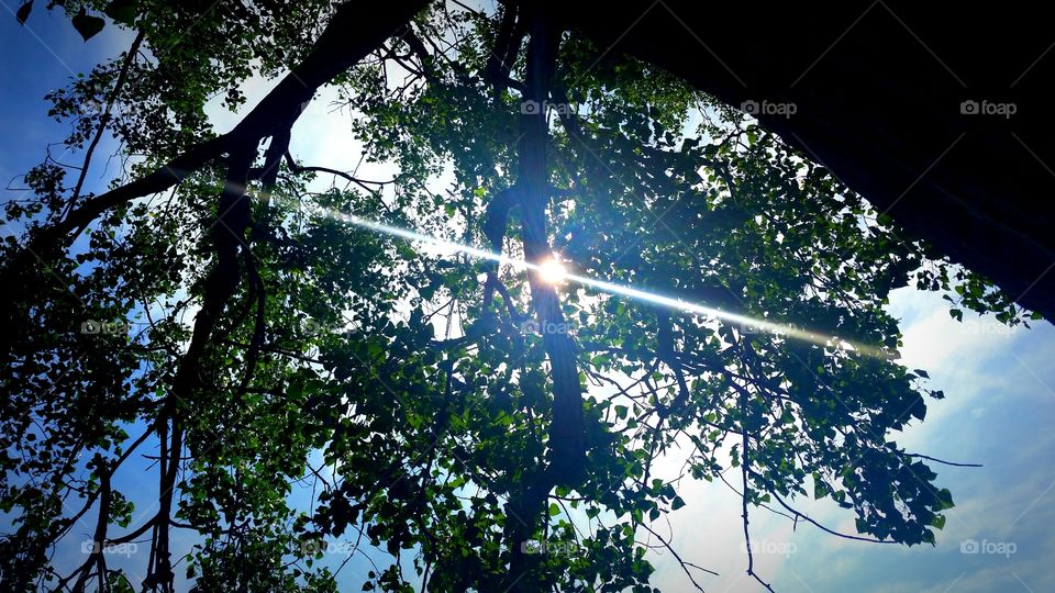 Sun shining through the trees, with rays/ natural light streak, beautiful blue sky