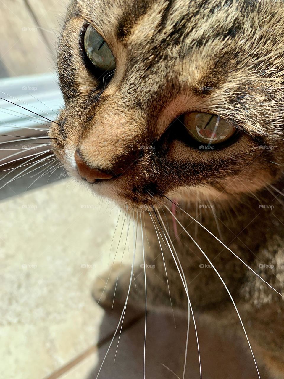 Soft Look On The Female Cat Relaxing And Enjoying The Warmth From The Sun rays Through The Glass Door Where She Is Sitting.