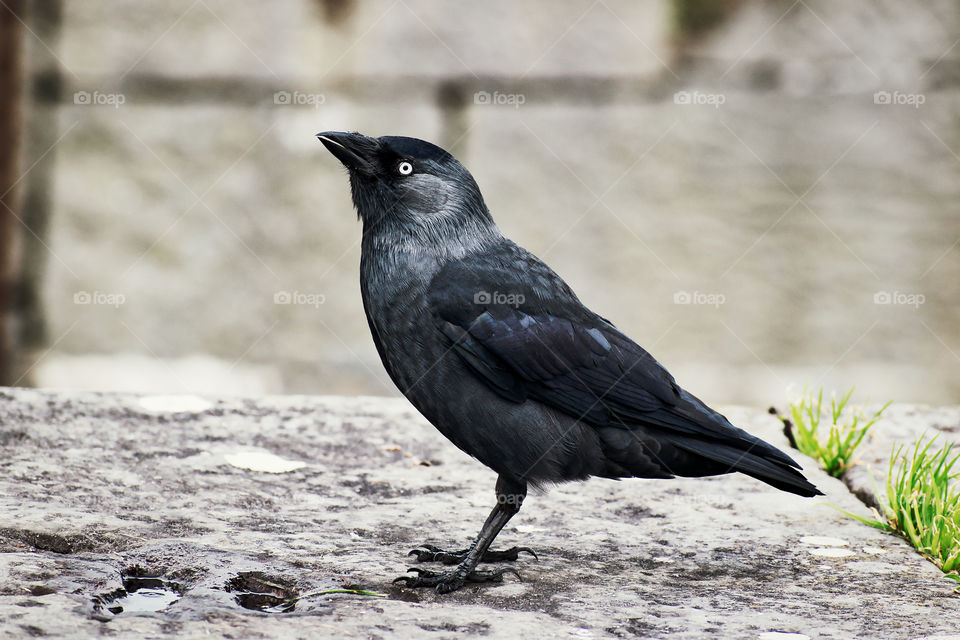 Black bird