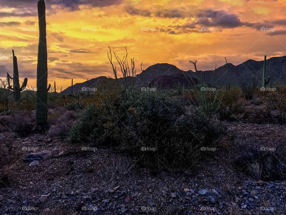 Desert Sunset Landscape 