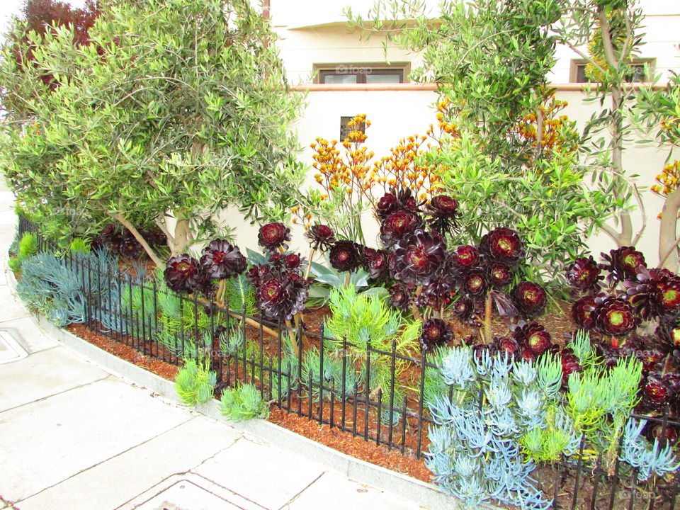 sidewalk view of colorful plants and trees