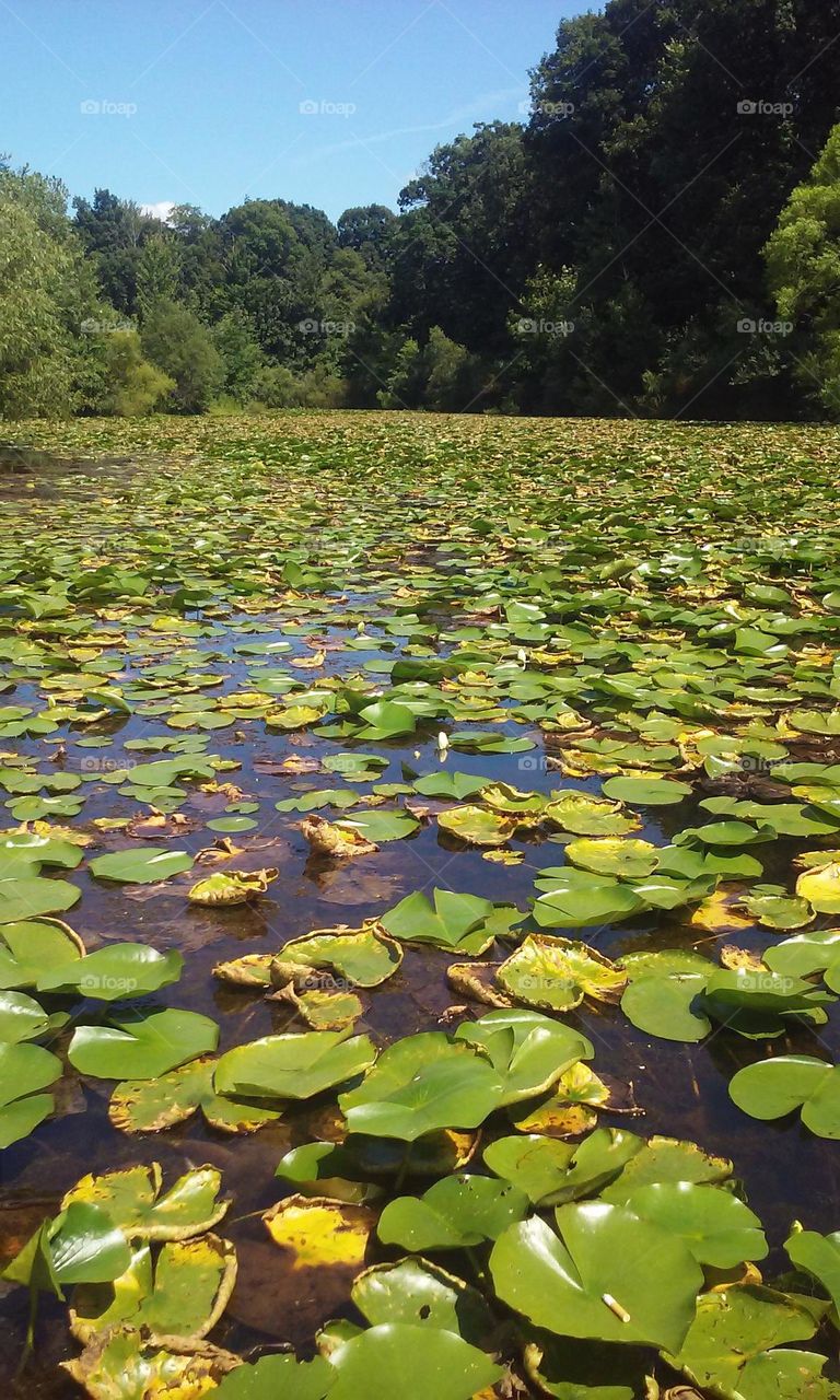 Pond filled with lilly pads