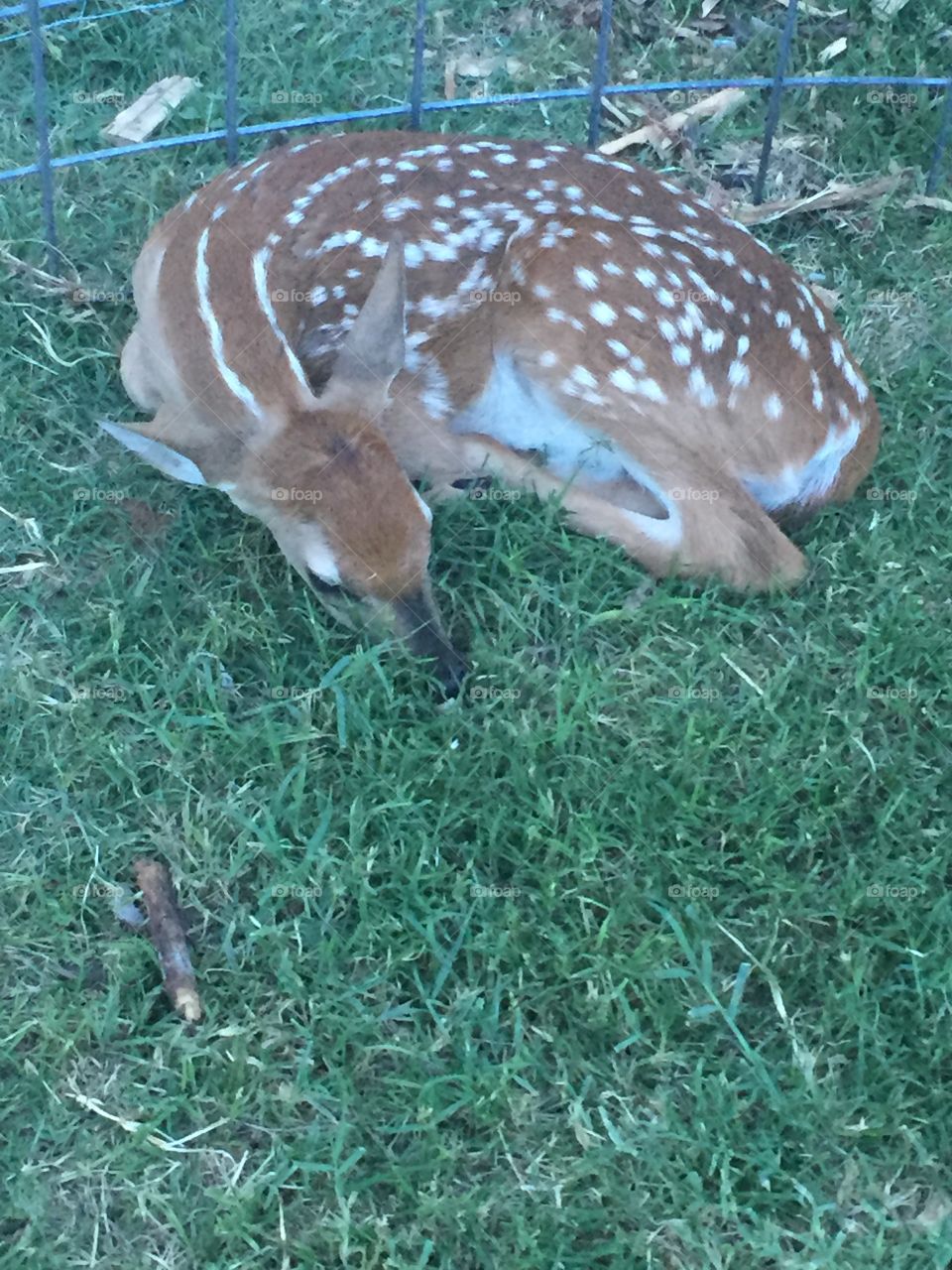 Baby deer