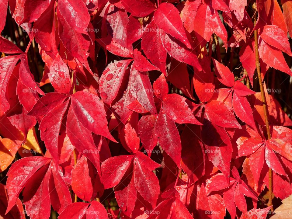 Wet leaves of Virginia creeper plant