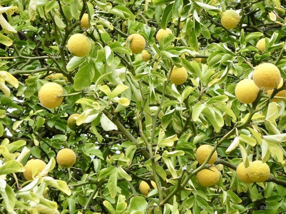 Poncirus Trifoliata / citrus