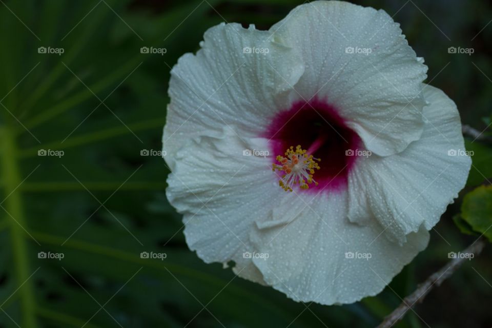 White Hibiscus With Morning Dew