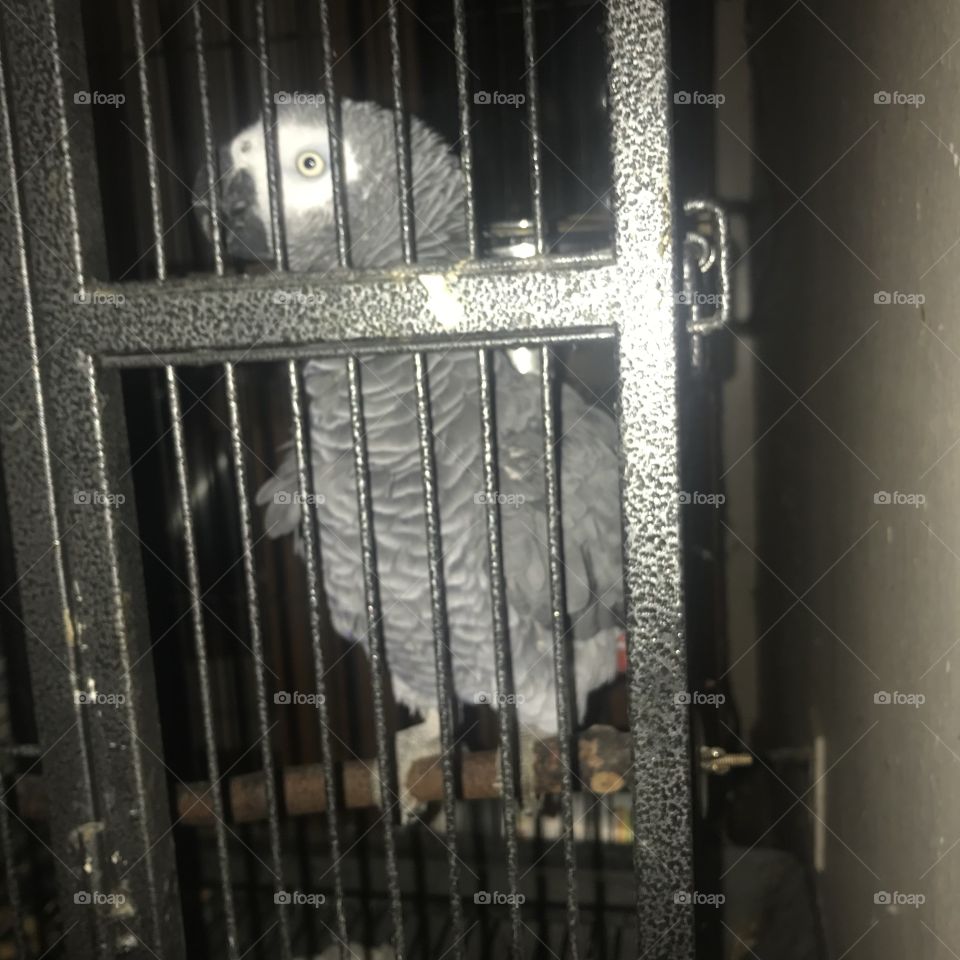 African gray parrot