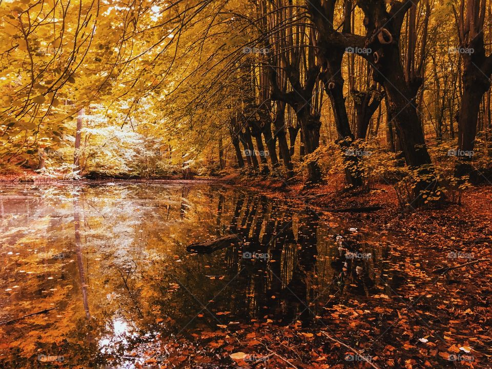 Reflection of tree trunk on water