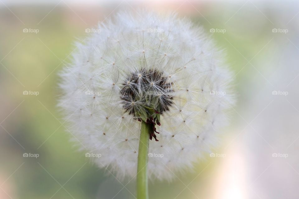 dried dandelions