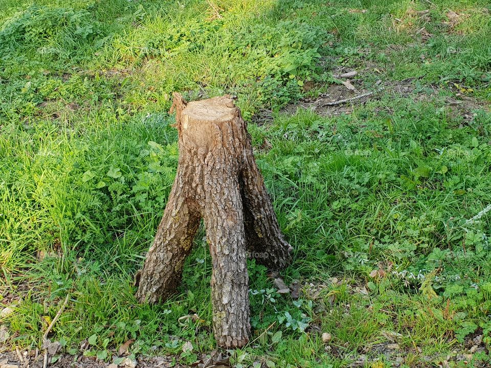 baumstumpf