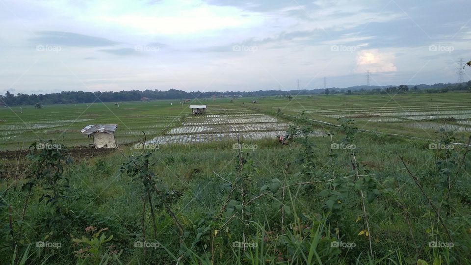 The view of the rice fields in the afternoon before sunset.