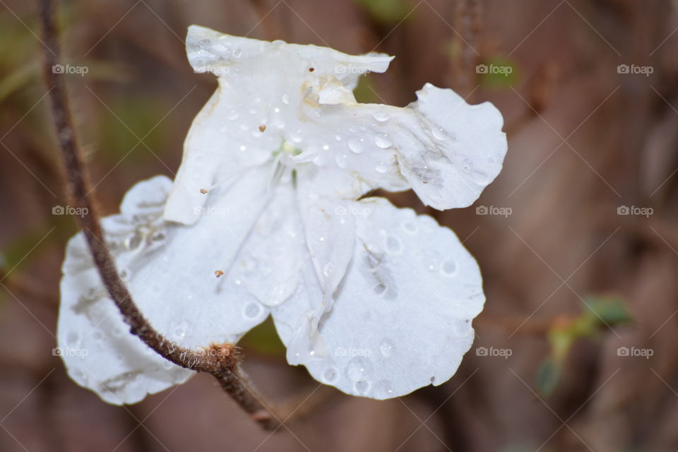 Winter White Bloom