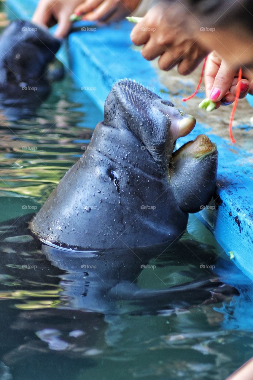 Manatee 