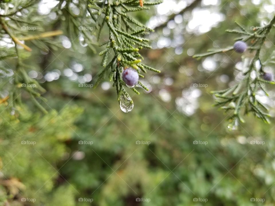 Raindrop on a Juniper Tree