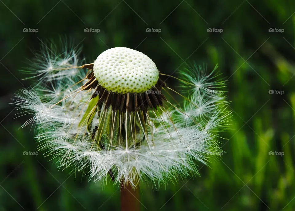 Make a wish