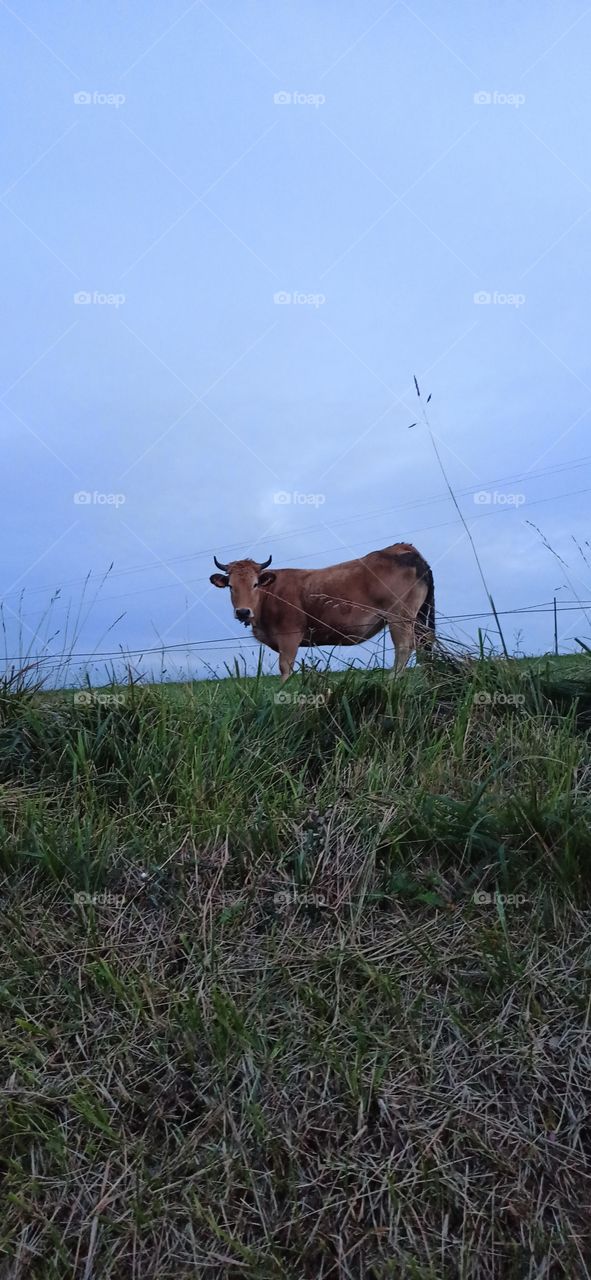 cow posing