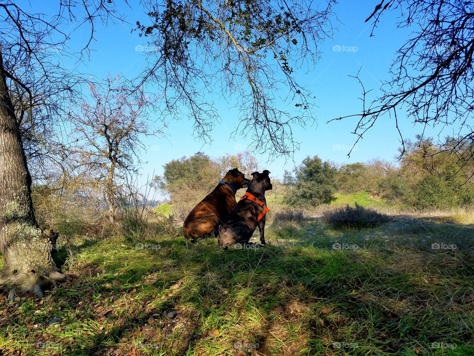 Thor and his girl Cali spending time together