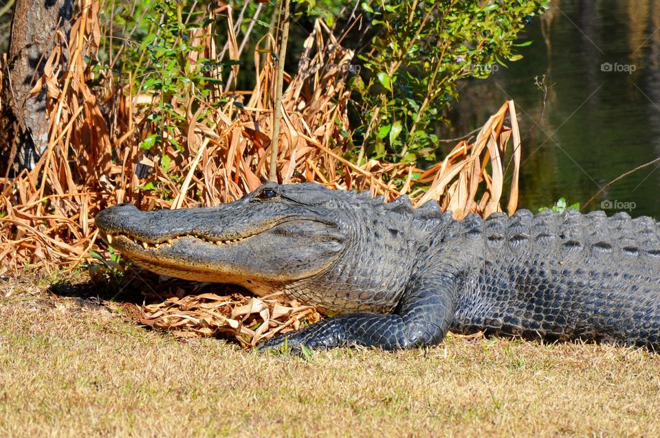 Close-up of a alligator near lake