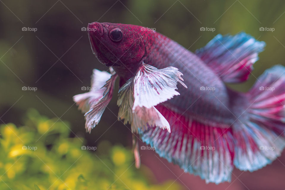 Beautiful Dumbo Ears Betta fish in a planted tank