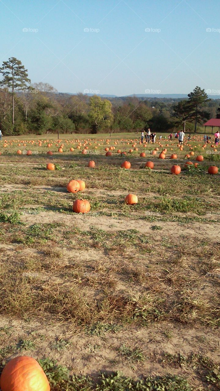 pumpkin patch