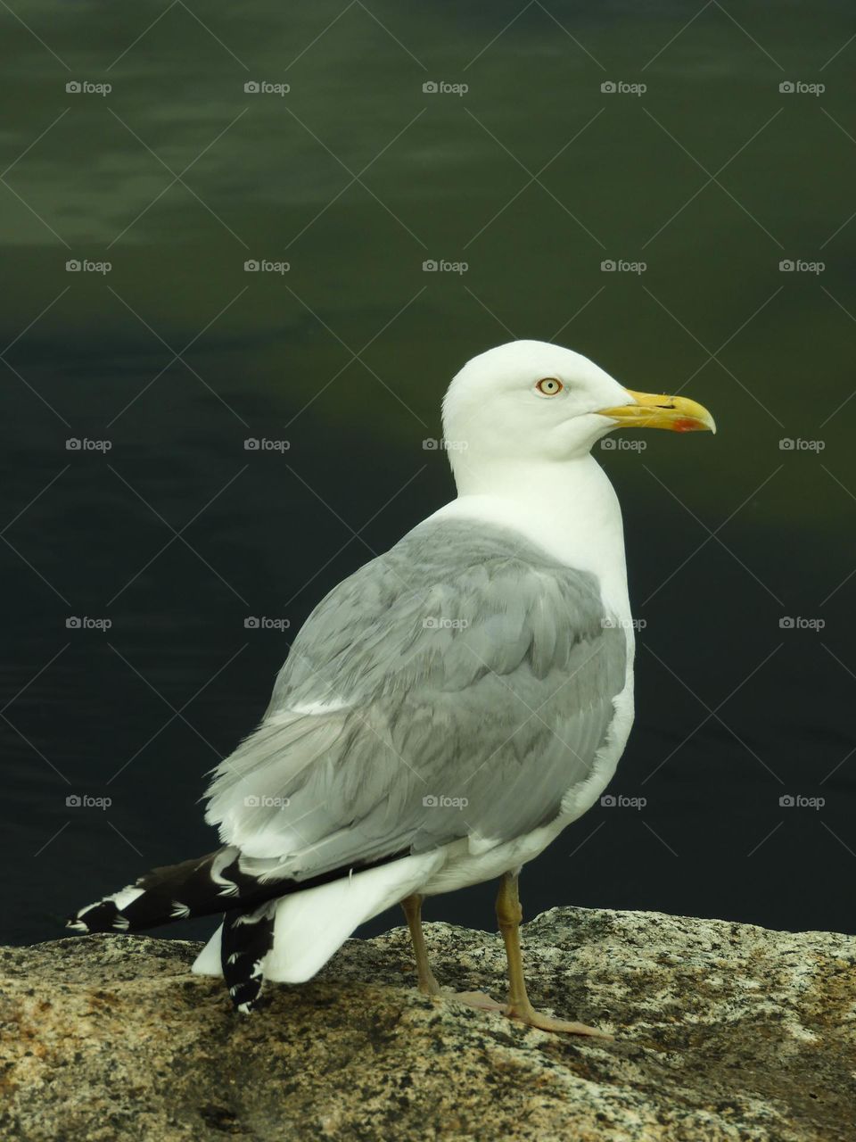 Gull 