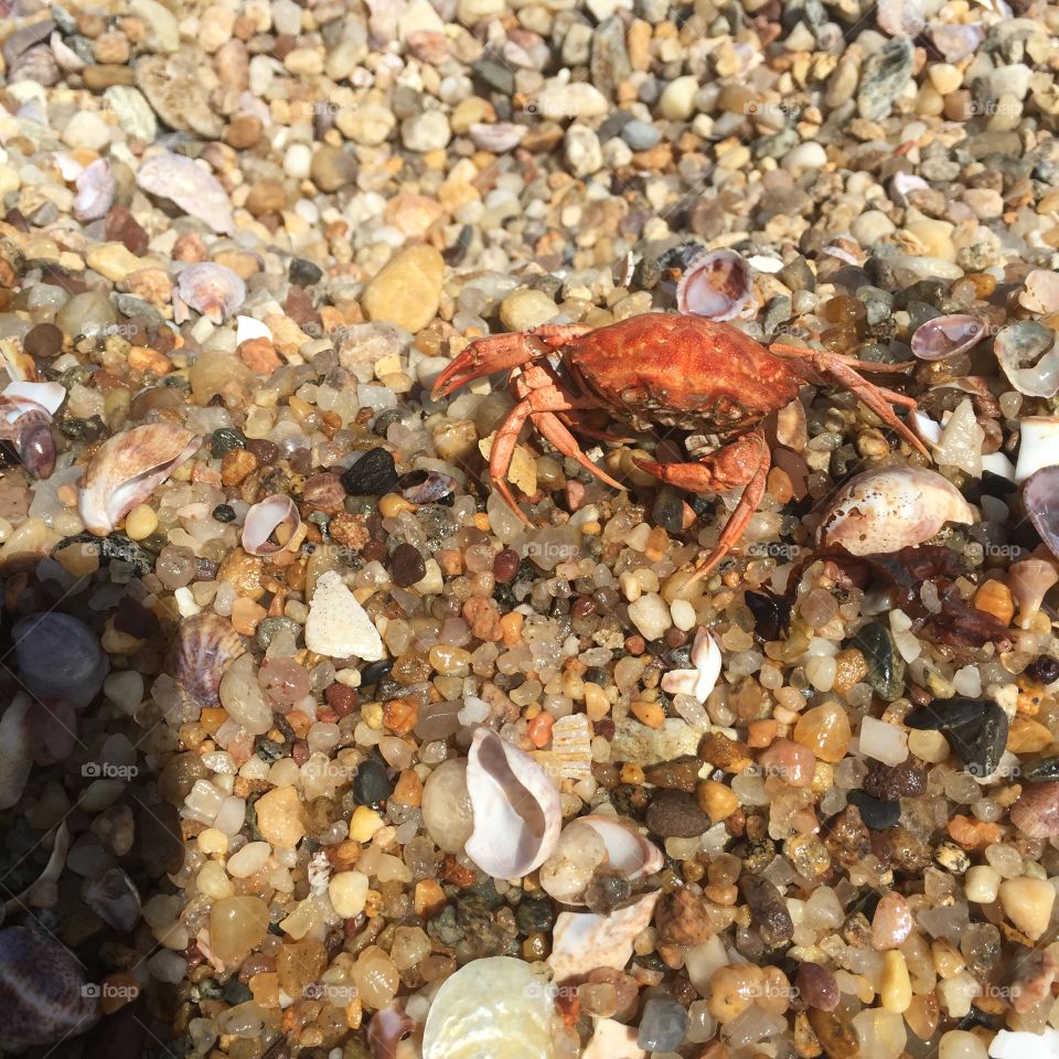 Burnt crab