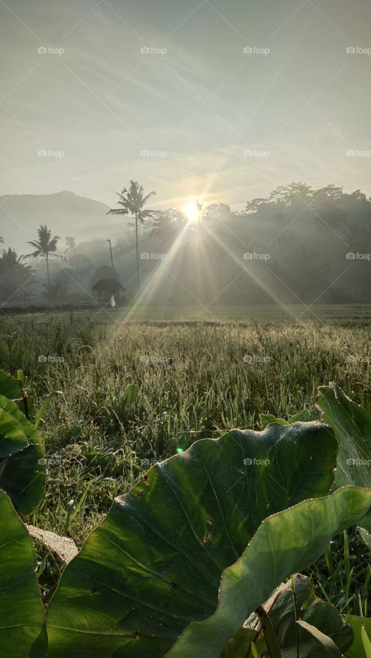 mentari pagi Alas Pujon