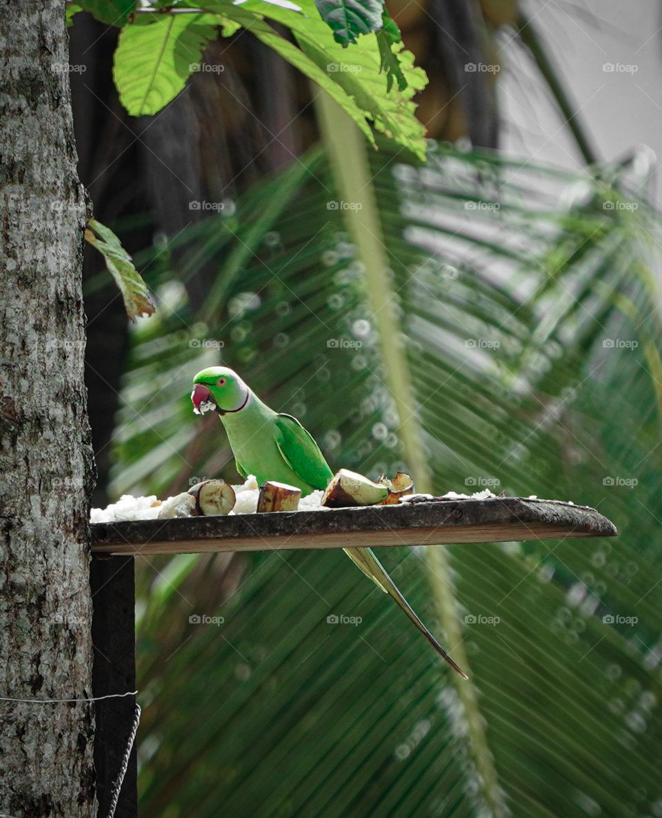 Parrot eating food