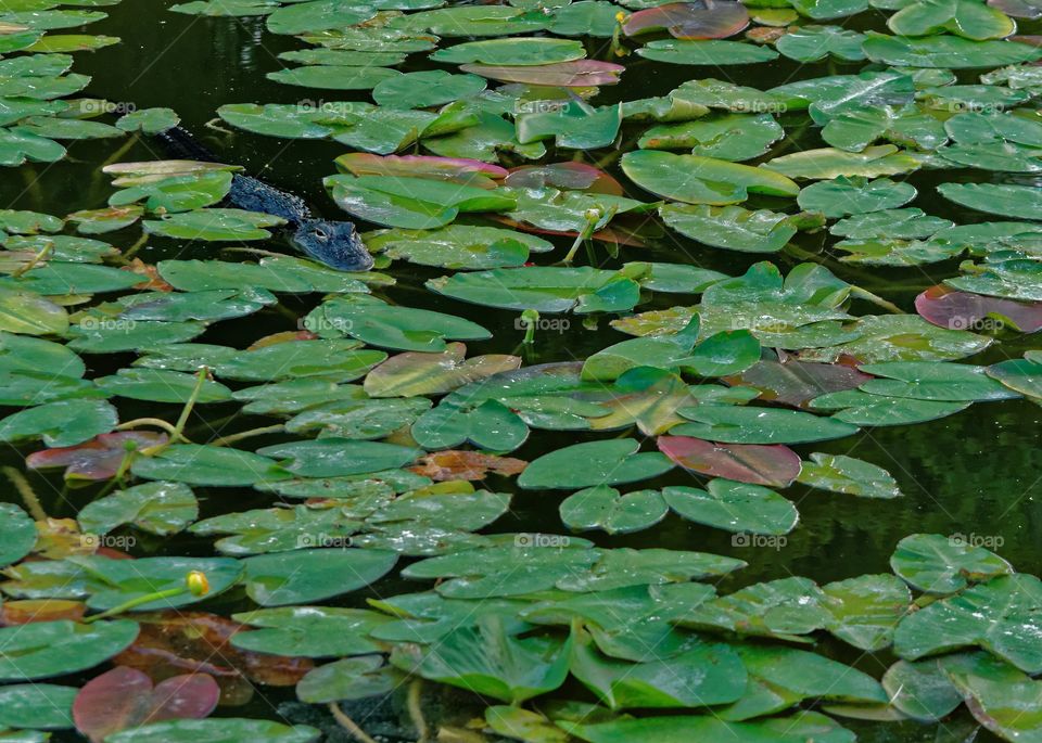 Alligator in the Lily Pads. An Alligator hides and moves painfully slow as it looks for prey. 