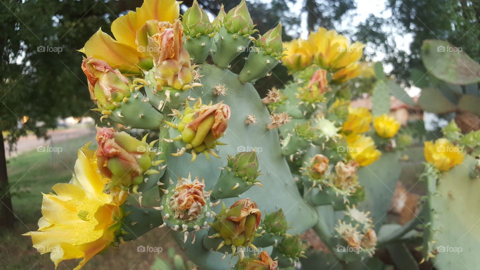 cactus bloom