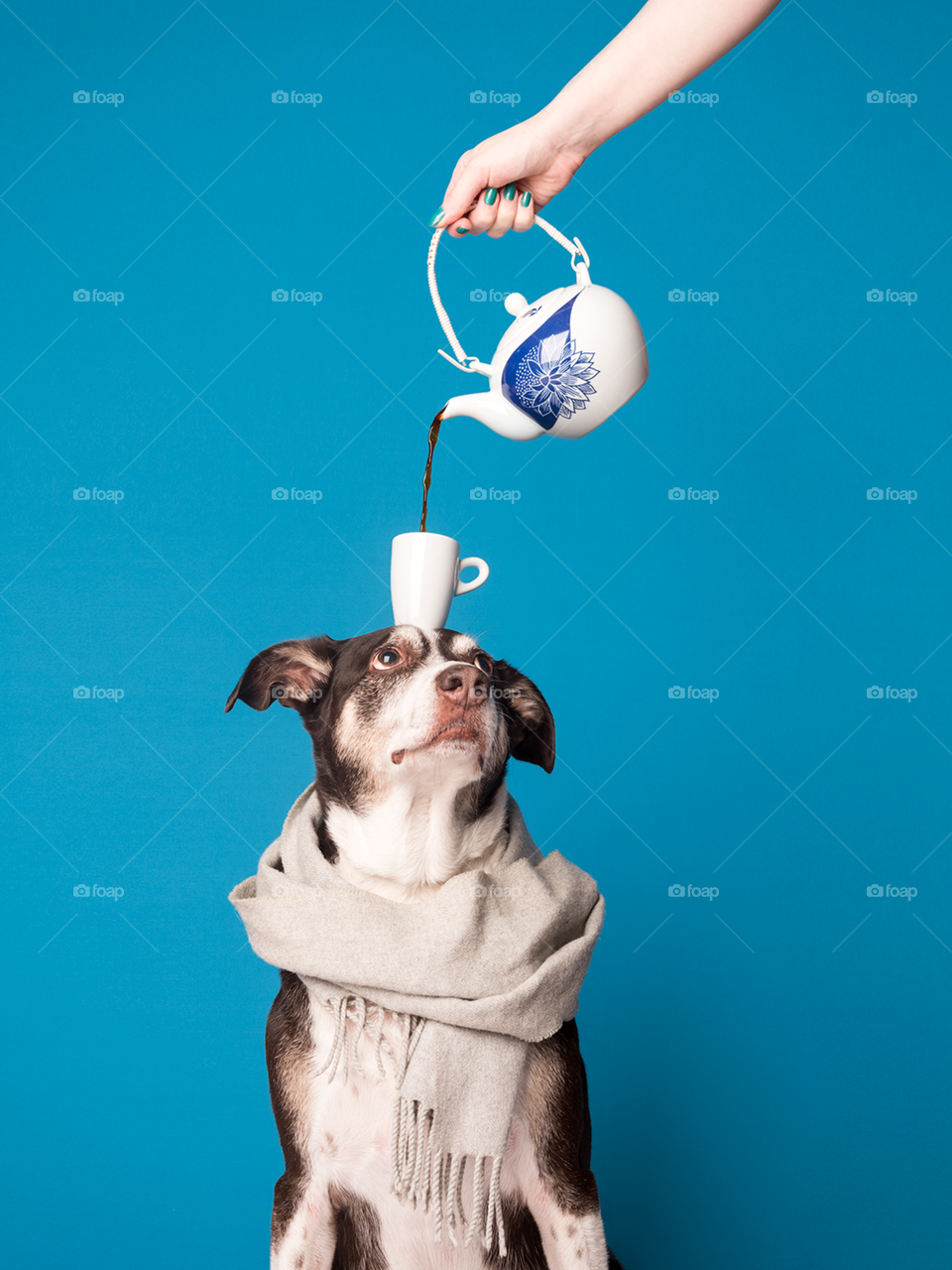 Dog with a cup of tea on his head