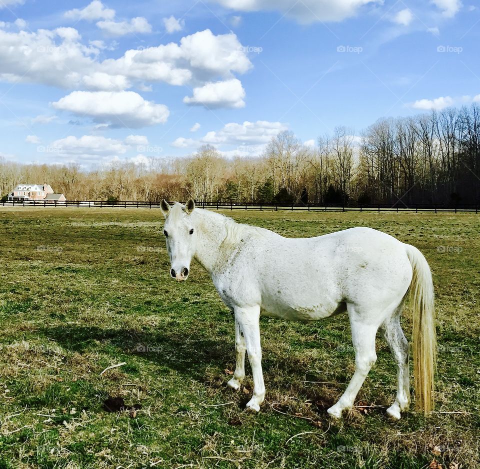 House & Horse