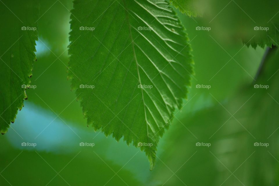 green texture