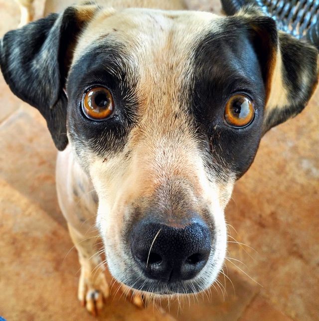 dog