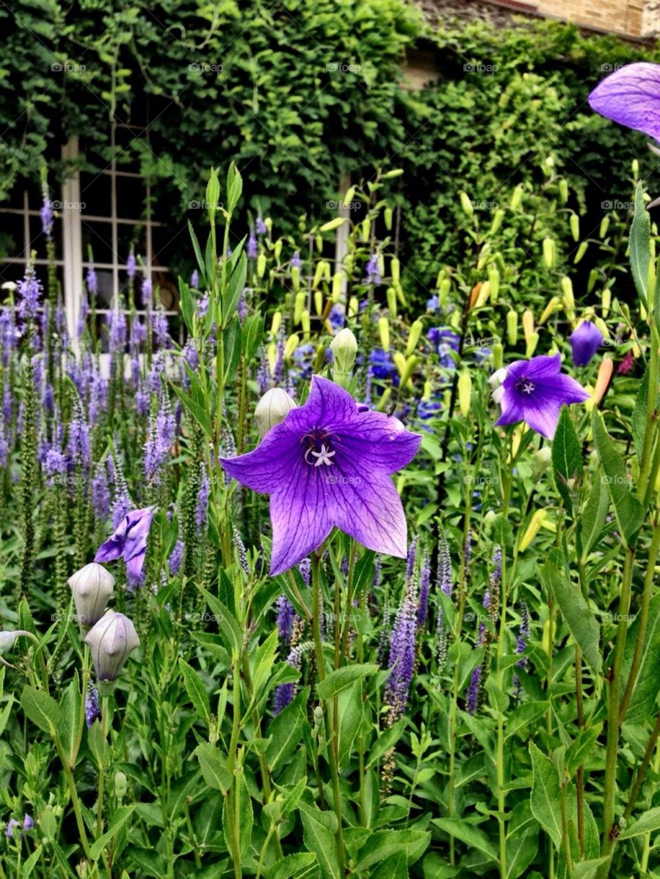 Flowers in Rochester 