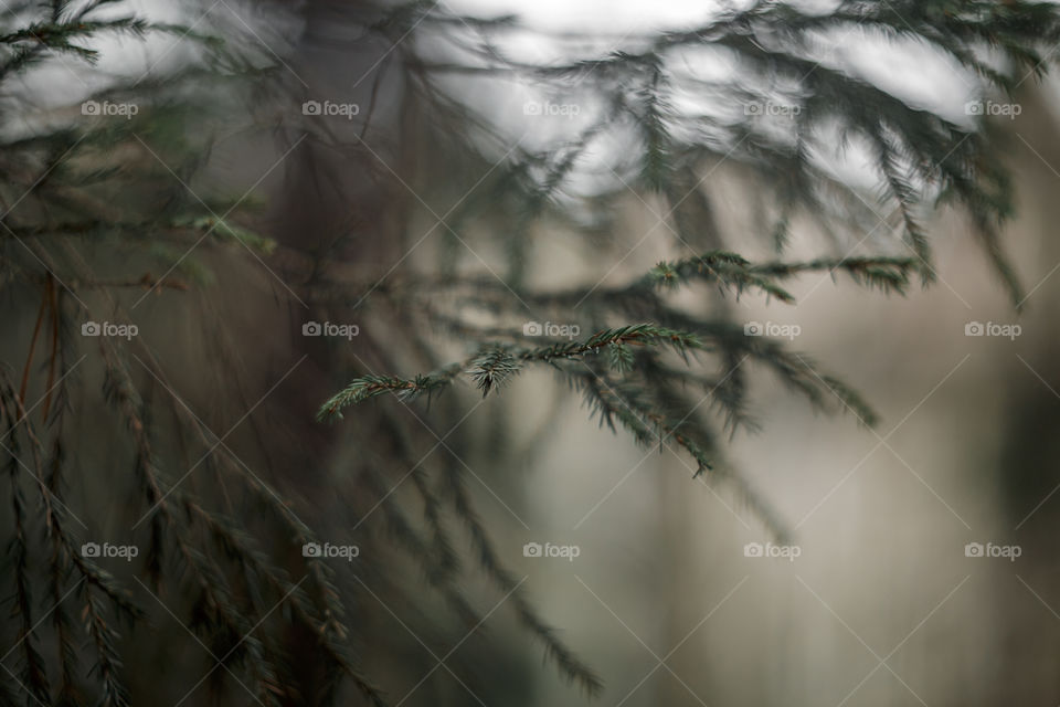 Nature forest details by manual Helios lens