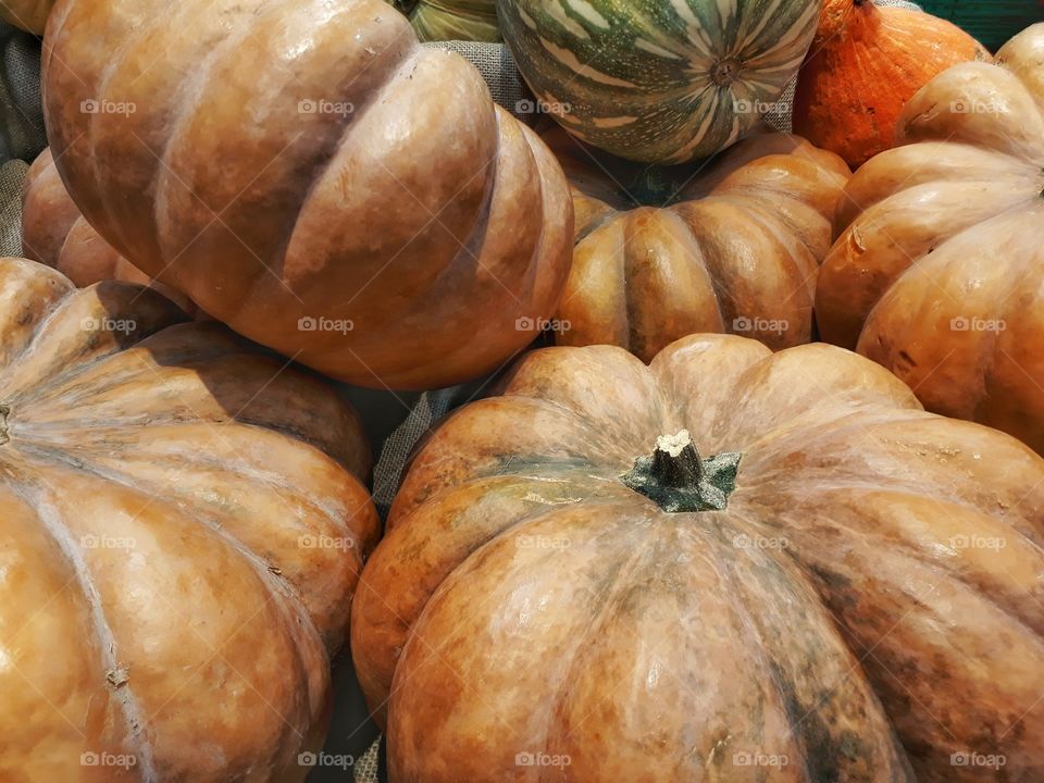 close up of pumpkins