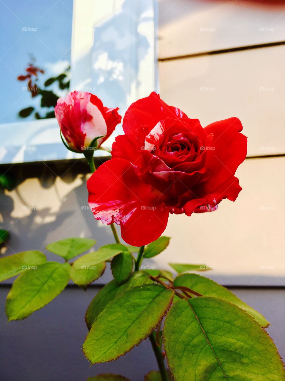 Rose in the window