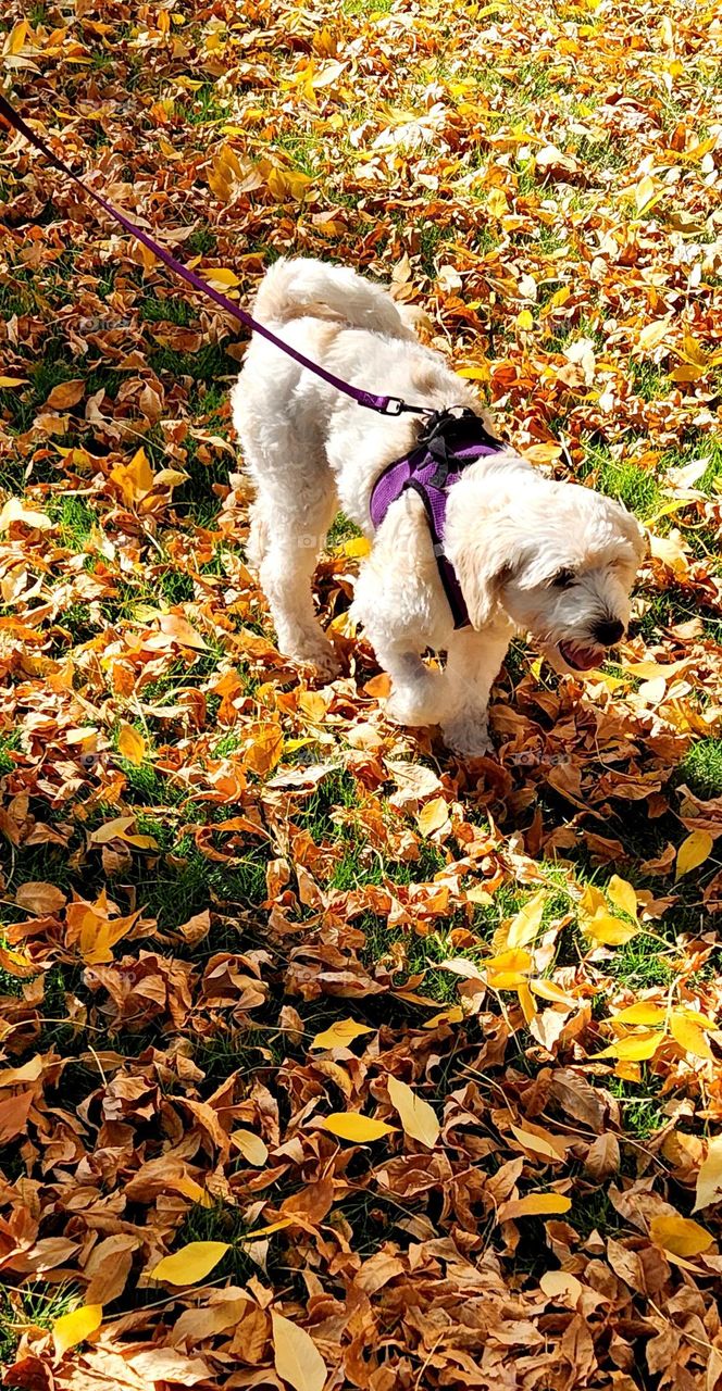 happy maltese poodle dog enjoying a walk through colorful Autumn leaves on a sunny October day in Oregon