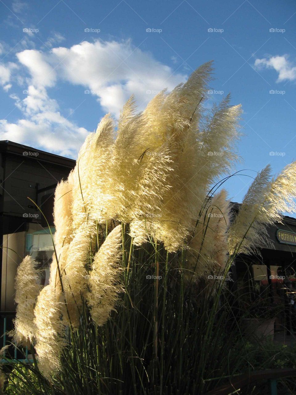 Feathers in the Wind