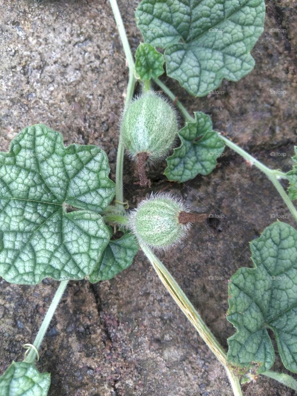 Green fruits on the ground