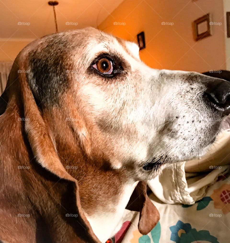 A profile picture of a basset hound 